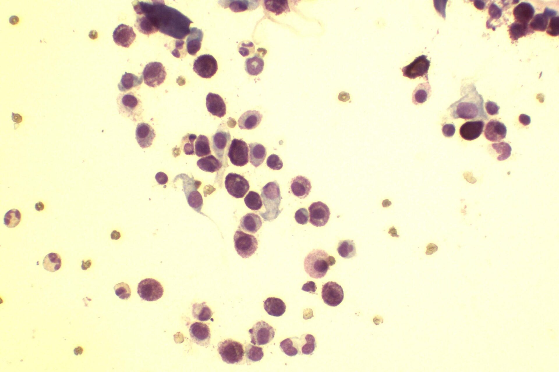 Abordaje de los mastocitomas cutáneos caninos
